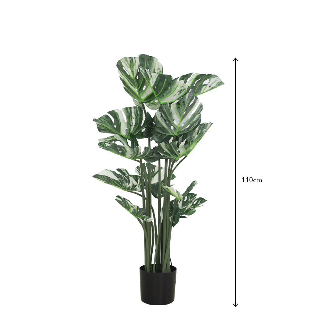 VARIEGATED MONSTERA Tree