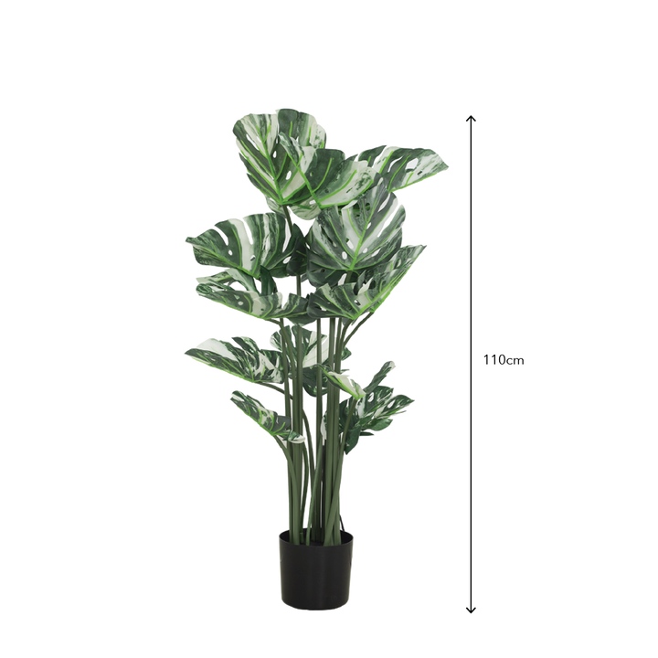 VARIEGATED MONSTERA Tree