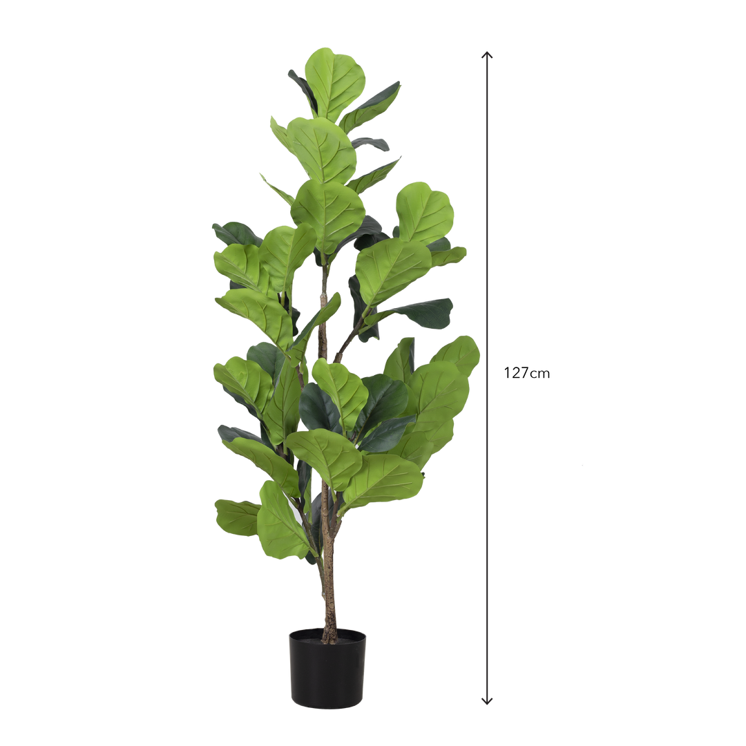 FIDDLE FIG Tree With Pot