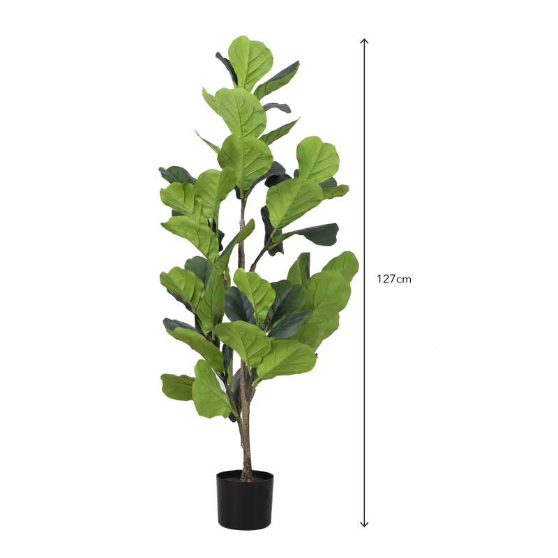 FIDDLE FIG Tree With Pot