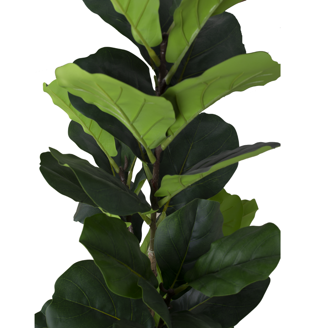 FIDDLE FIG Tree With Pot