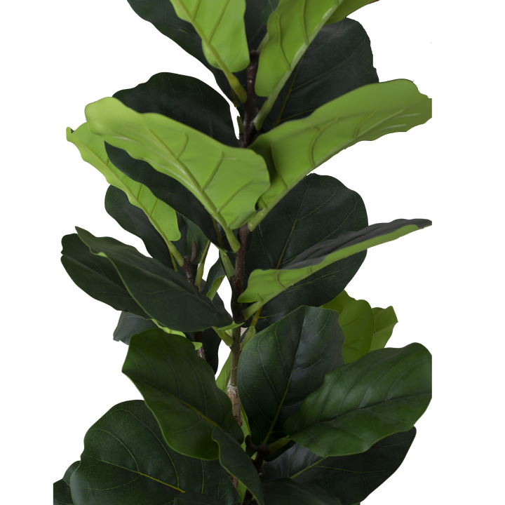 FIDDLE FIG Tree With Pot