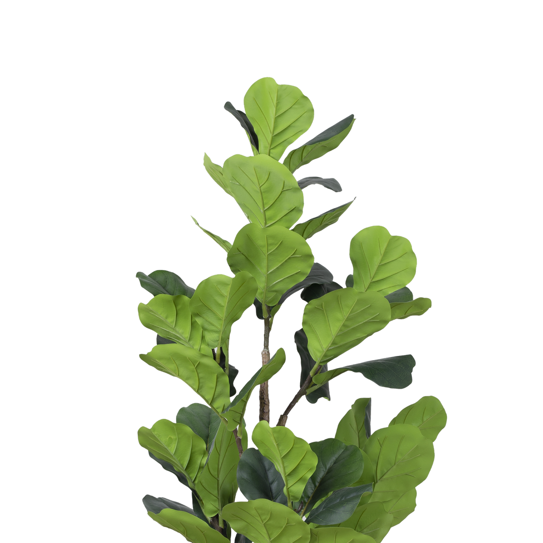 FIDDLE FIG Tree With Pot