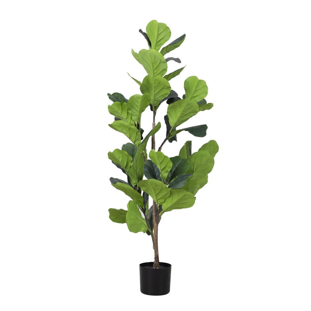 FIDDLE FIG Tree With Pot