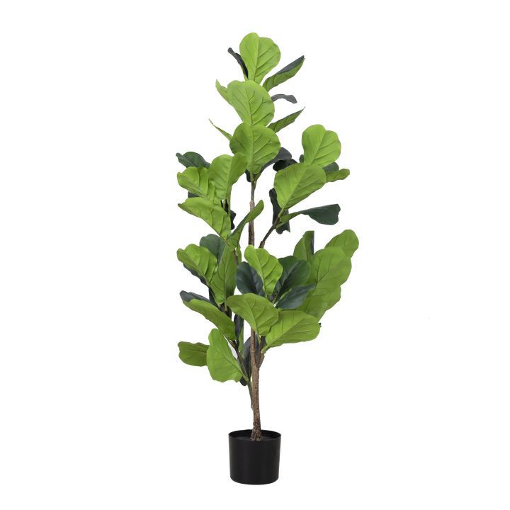 FIDDLE FIG Tree With Pot