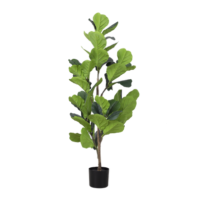 FIDDLE FIG Tree With Pot