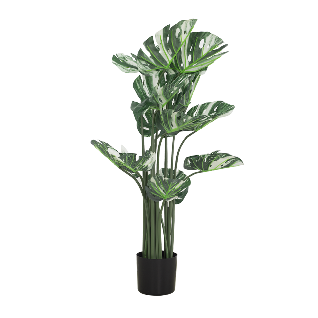 VARIEGATED MONSTERA Tree