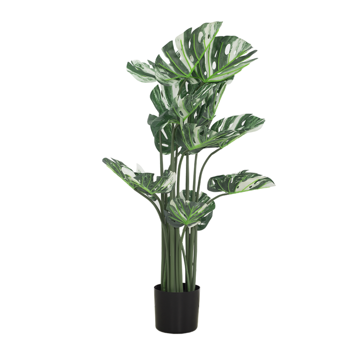 VARIEGATED MONSTERA Tree