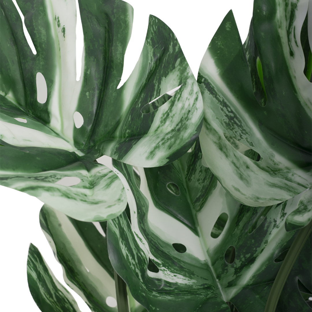 VARIEGATED MONSTERA Tree