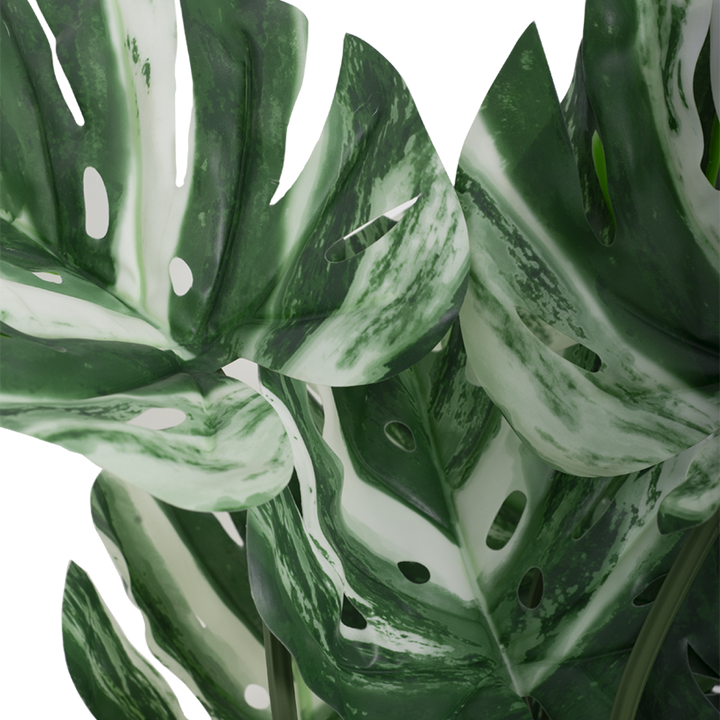 VARIEGATED MONSTERA Tree