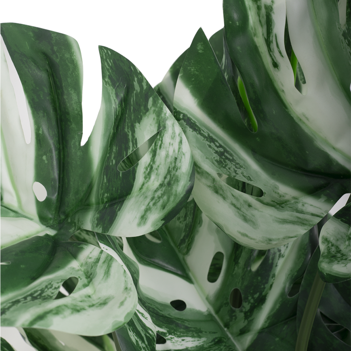 VARIEGATED MONSTERA Tree