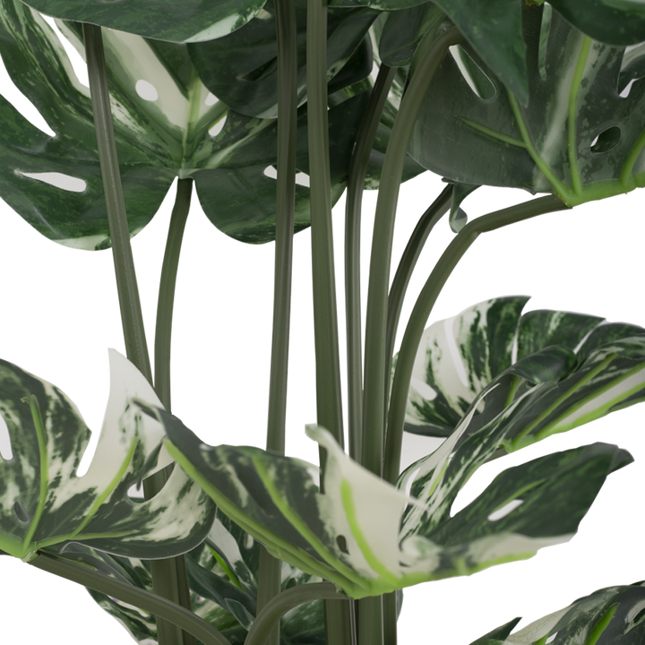 VARIEGATED MONSTERA Tree