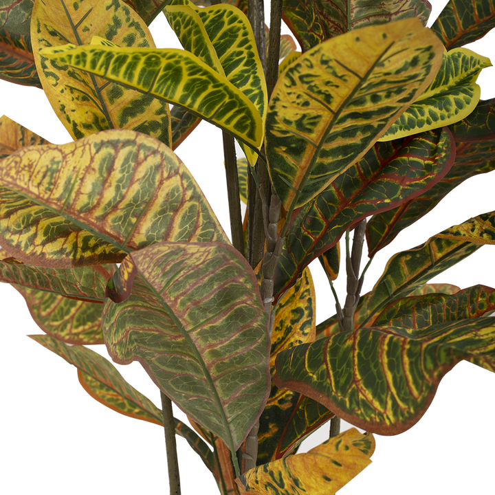 CROTON Tree