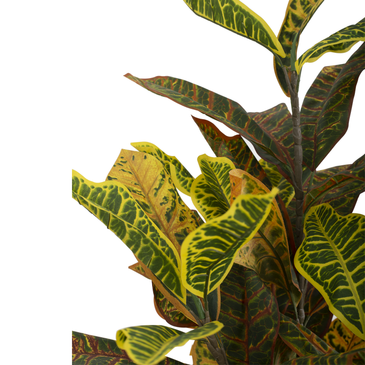 CROTON Tree