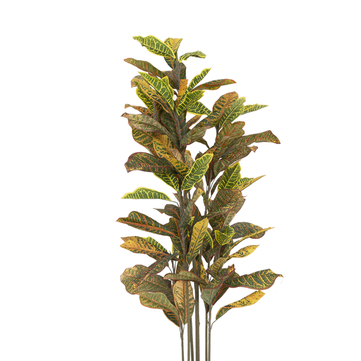 CROTON Tree