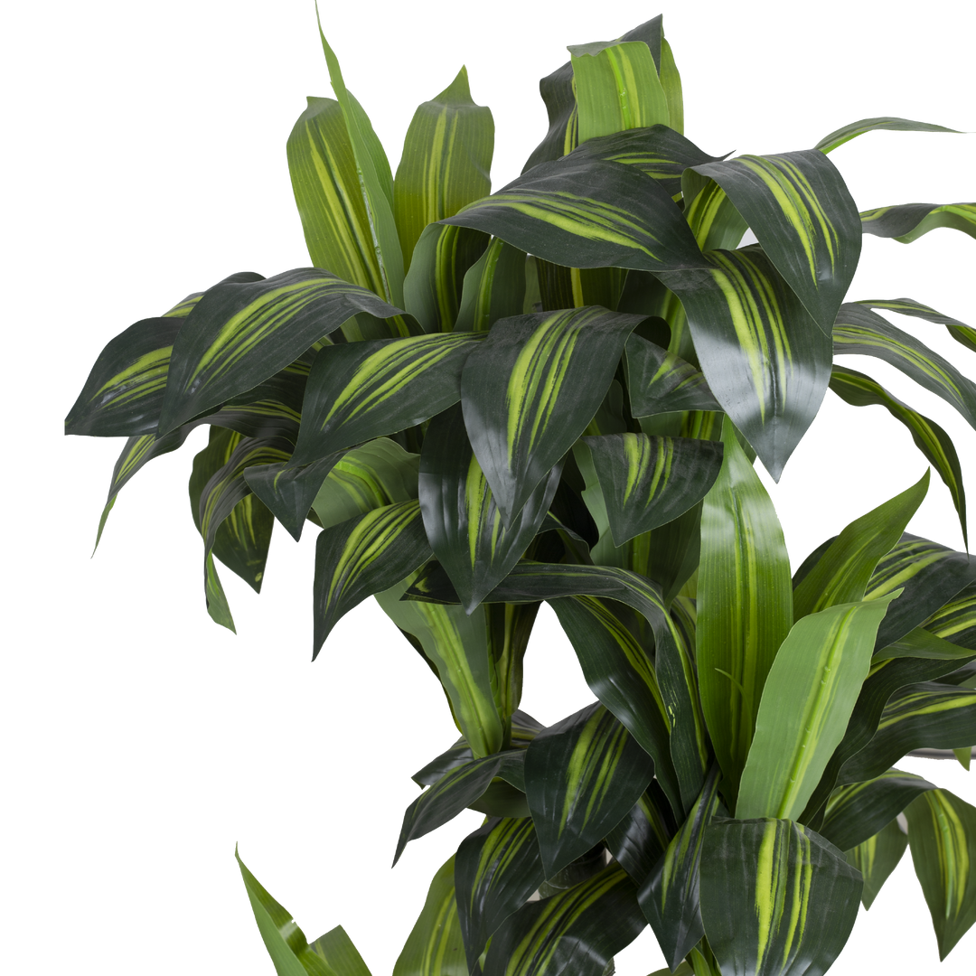 DRACENA With Pot