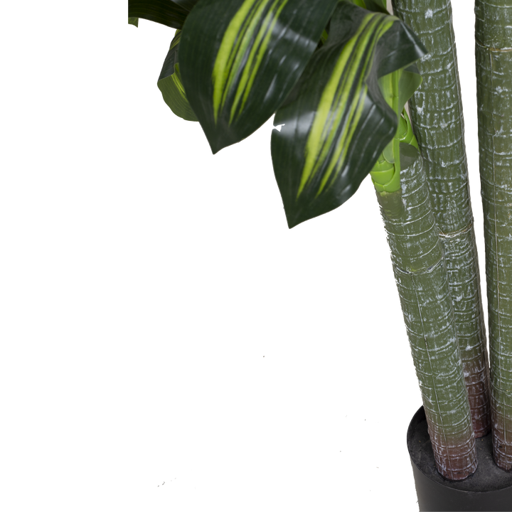 DRACENA With Pot