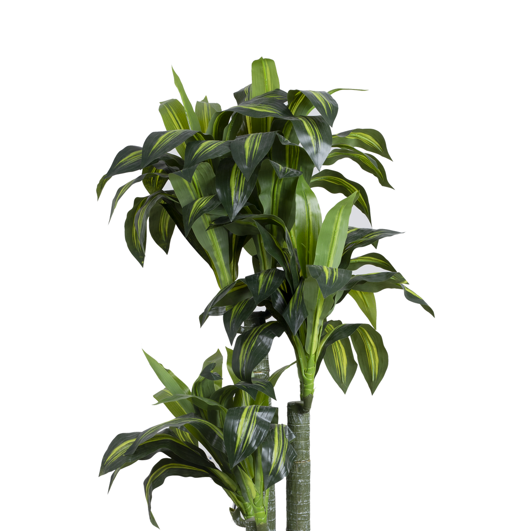 DRACENA With Pot