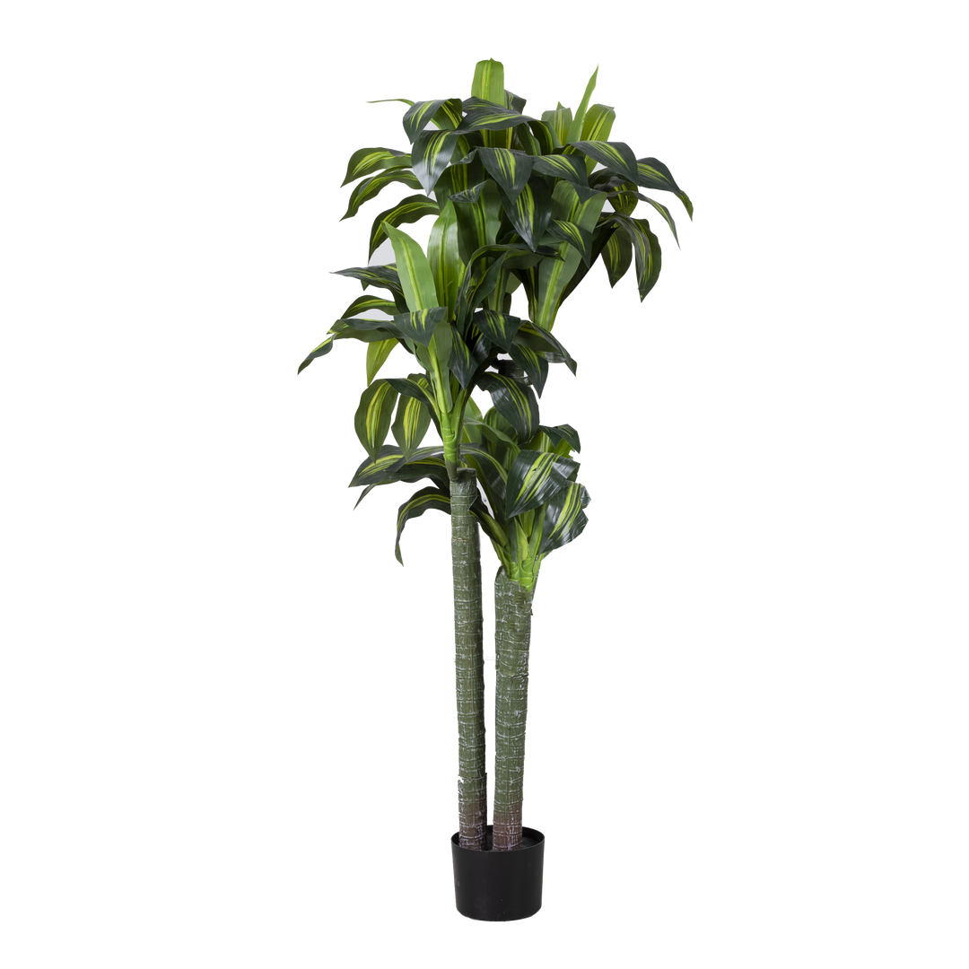 DRACENA With Pot