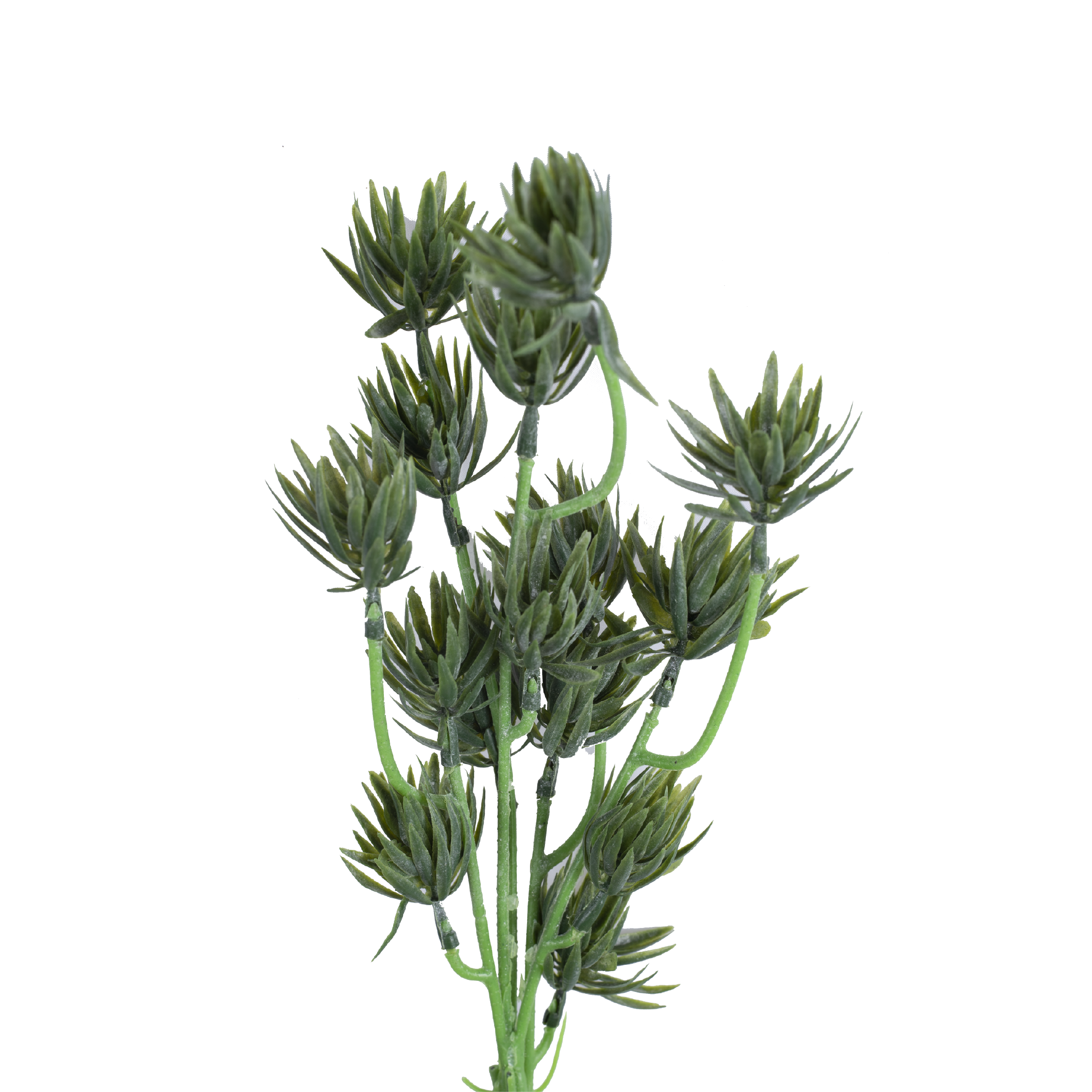 PINE NEEDLE Bush – MAJUHOME eStore
