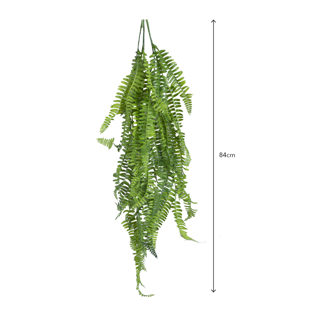 BOSTON FERN Vine