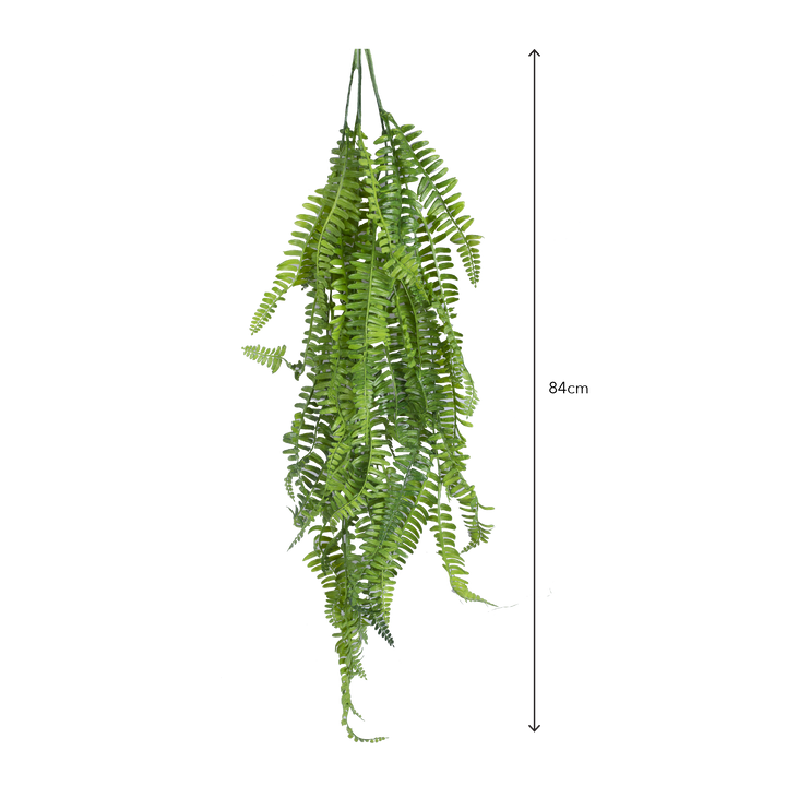 BOSTON FERN Vine