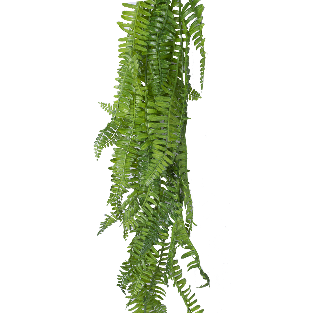 BOSTON FERN Vine