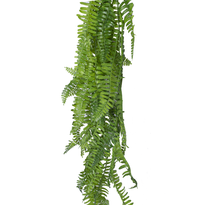 BOSTON FERN Vine