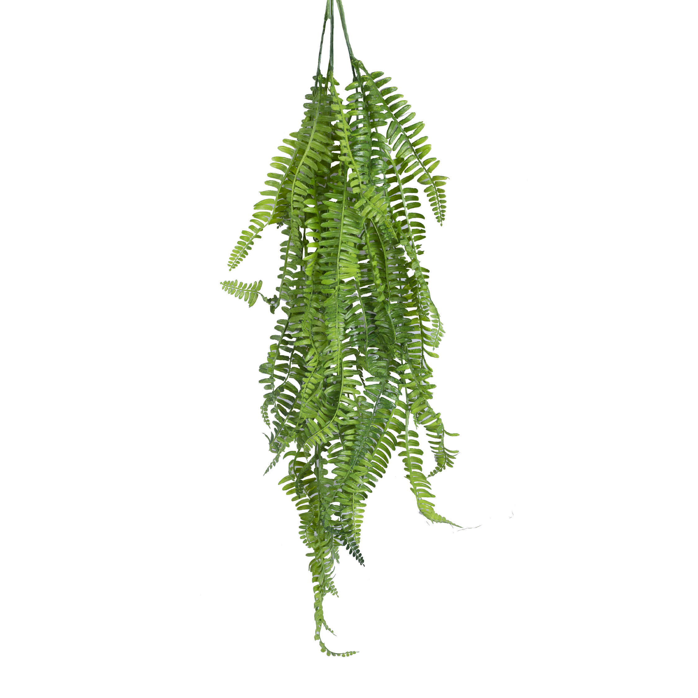 BOSTON FERN Vine – MAJUHOME eStore