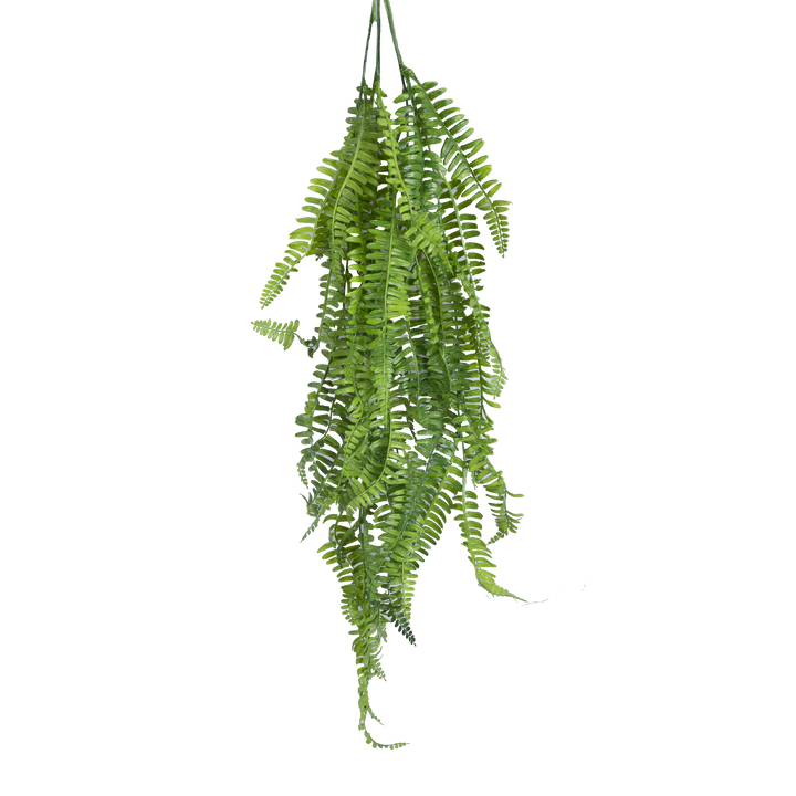 BOSTON FERN Vine