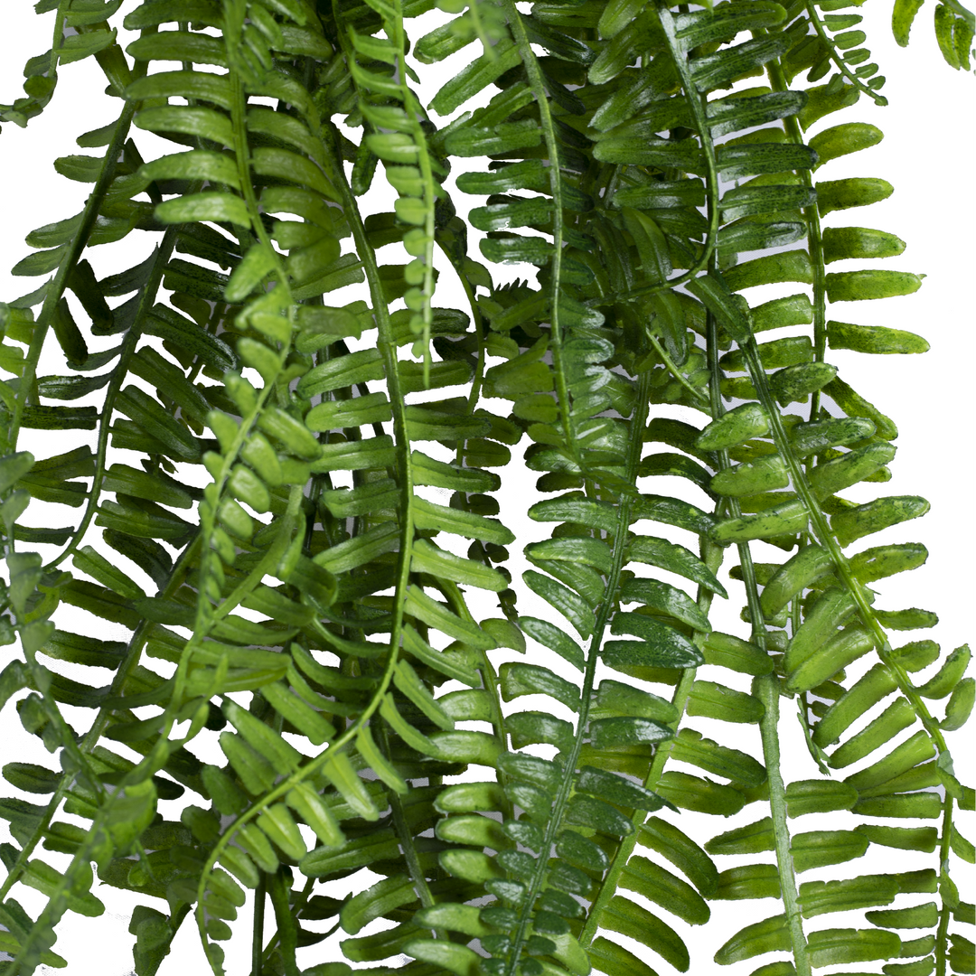 BOSTON FERN Vine