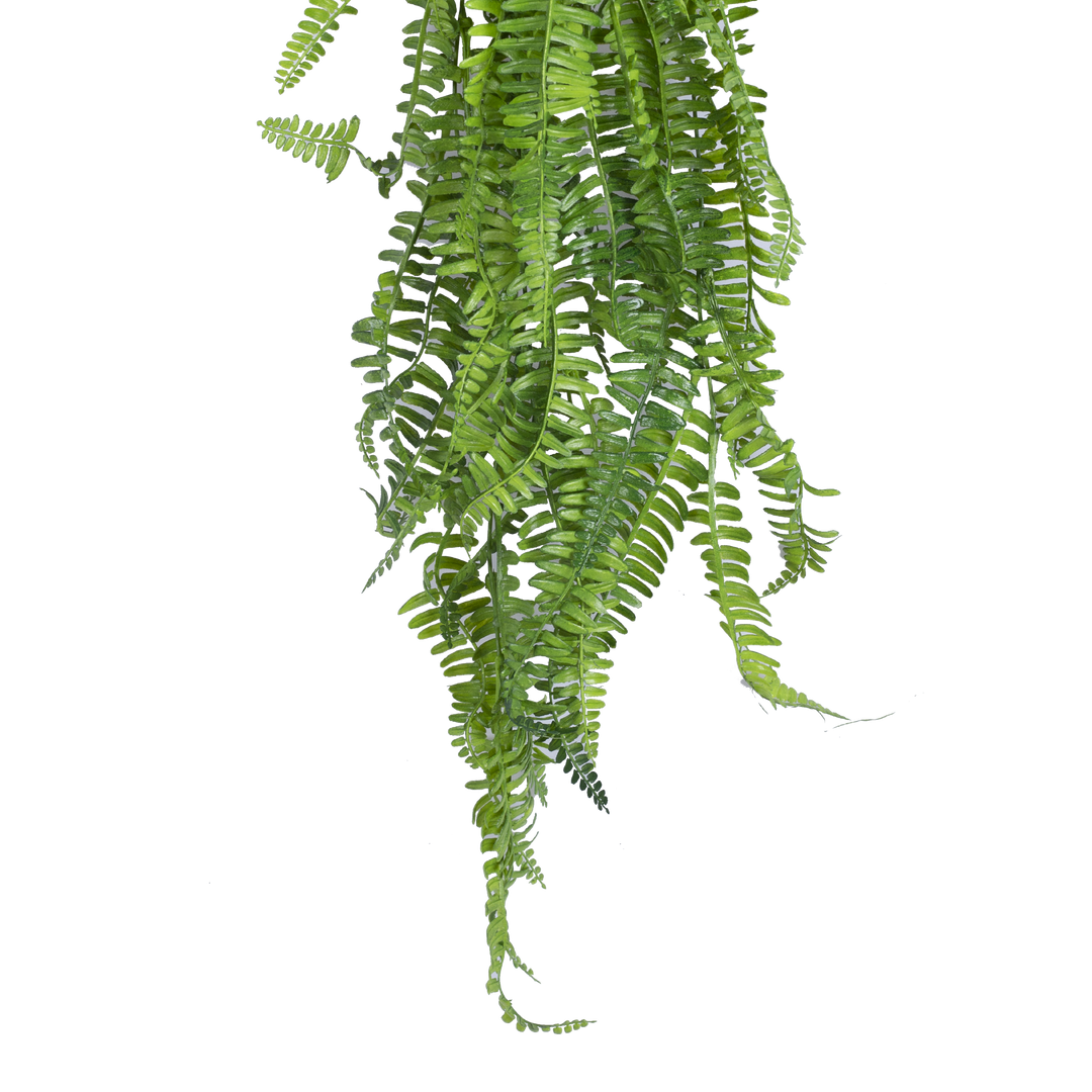 BOSTON FERN Vine