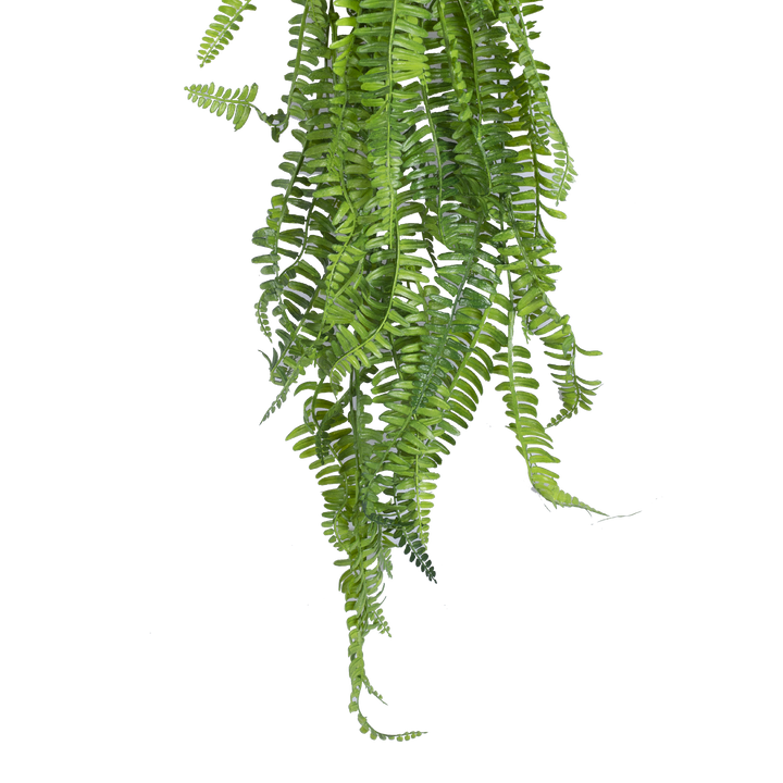 BOSTON FERN Vine