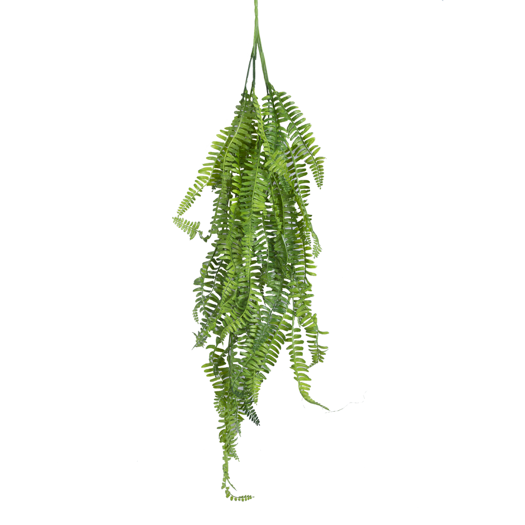 BOSTON FERN Vine