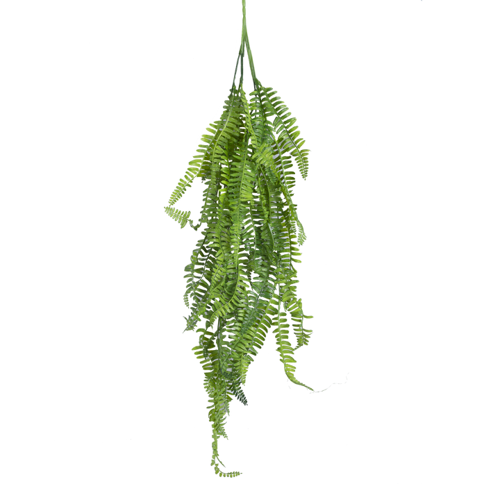 BOSTON FERN Vine