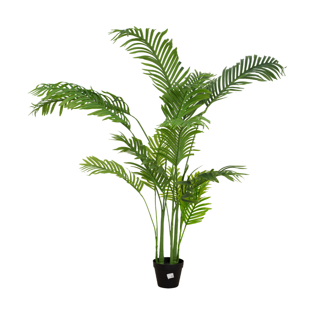 ARECA Palm Tree