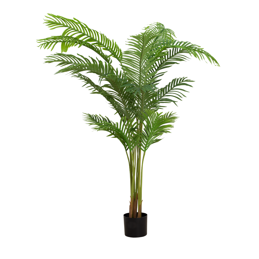 ARECA Palm Tree