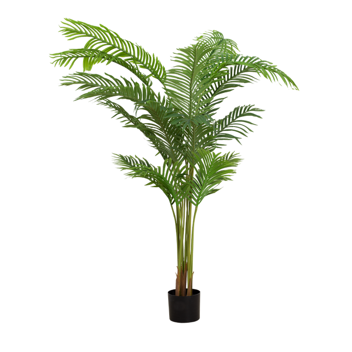 ARECA Palm Tree
