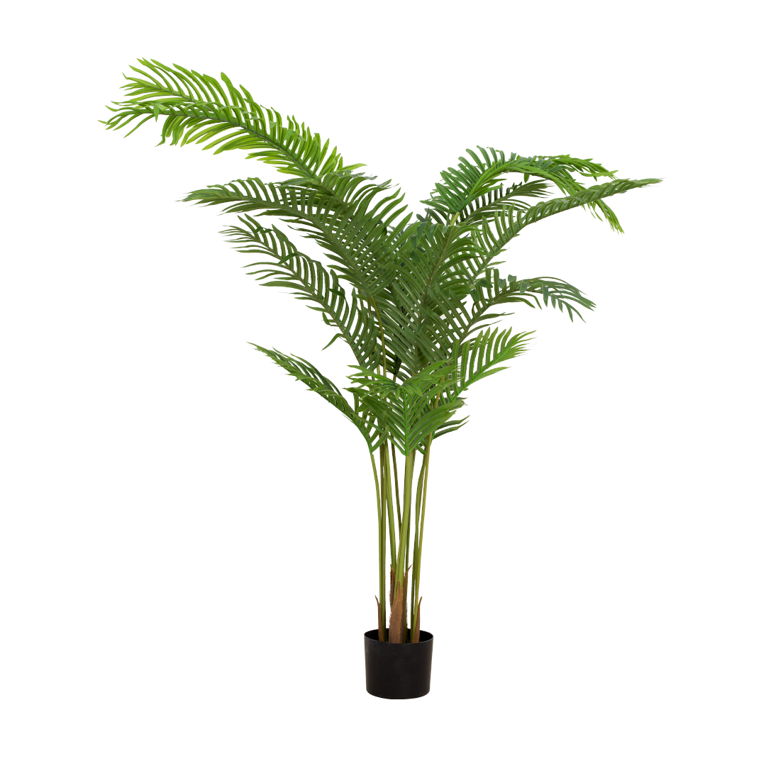 ARECA Palm Tree