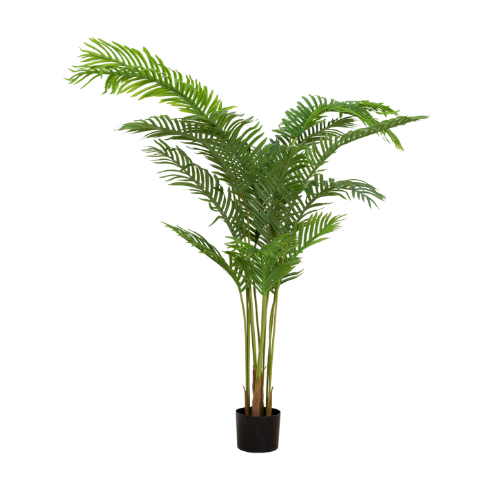 areca palm online shop ARECA Palm Tree – MAJUHOME eStore