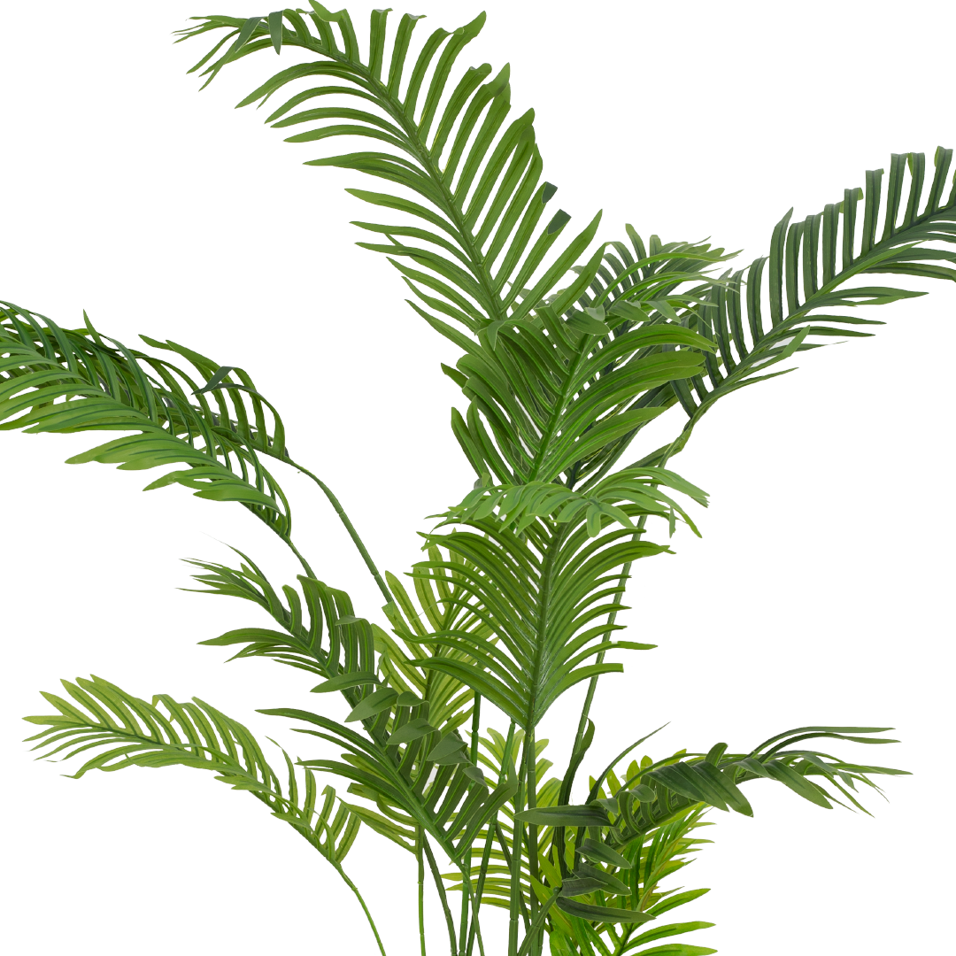 ARECA Palm Tree