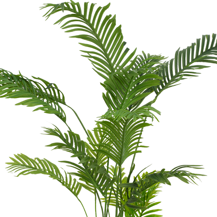ARECA Palm Tree