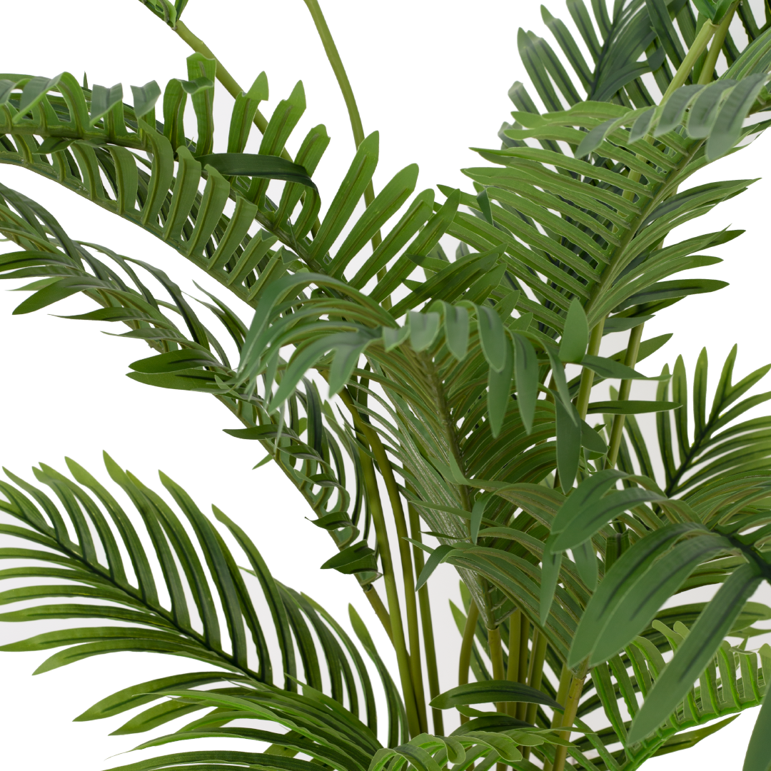 ARECA Palm Tree