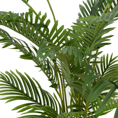 ARECA Palm Tree