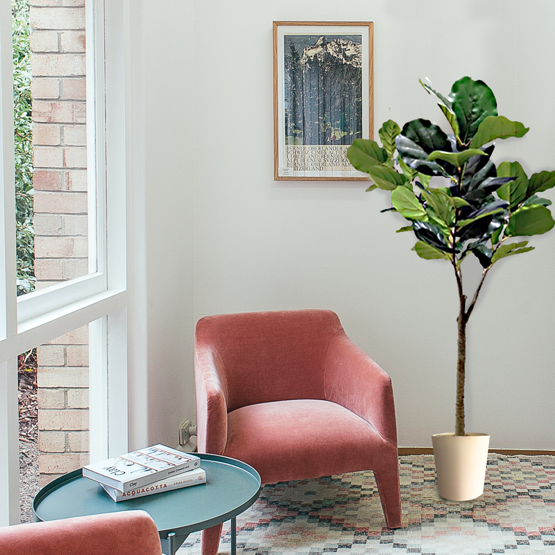 FIDDLE Fig Tree