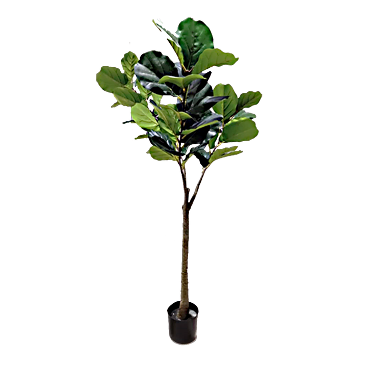 FIDDLE Fig Tree