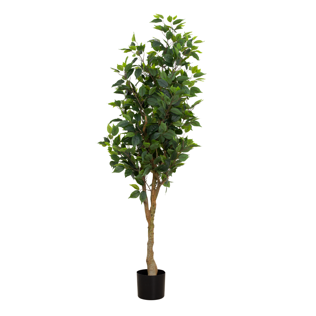 FICUS Tree