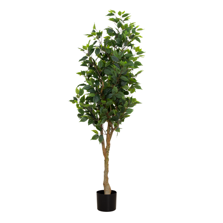 FICUS Tree