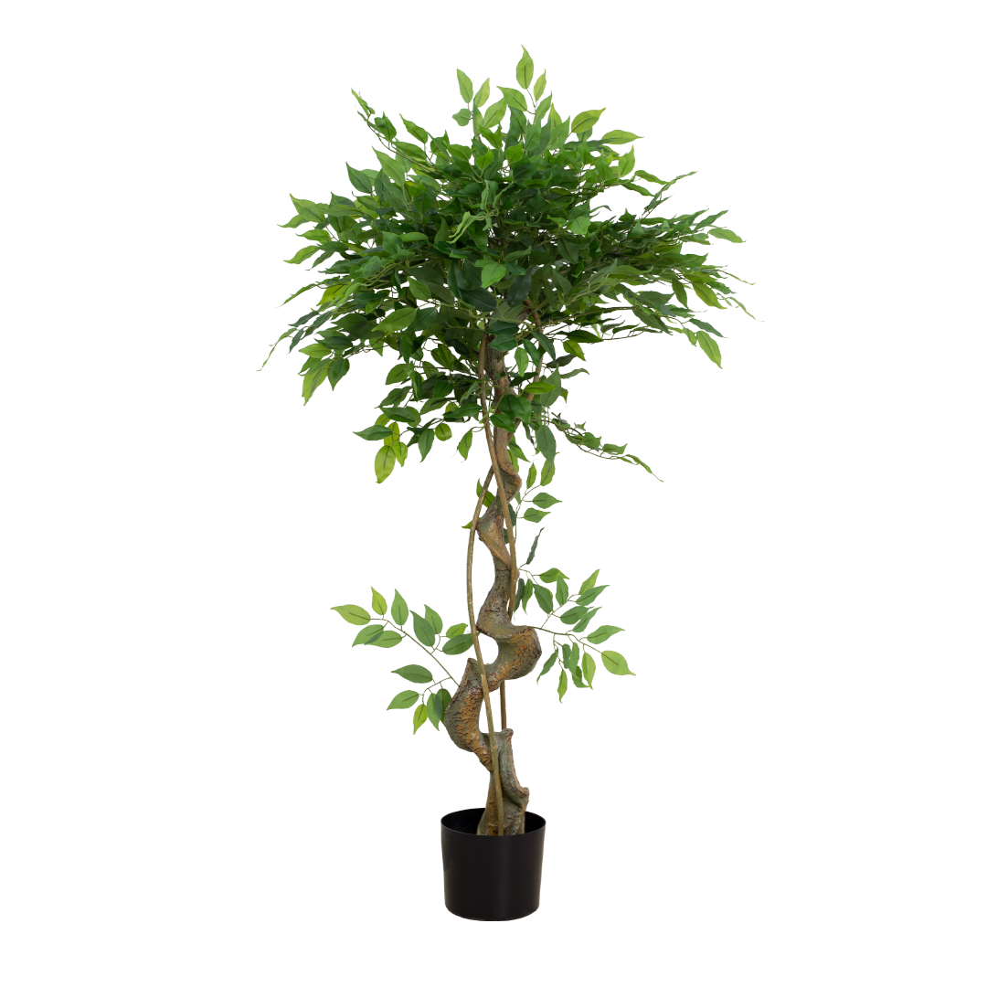 FICUS Tree