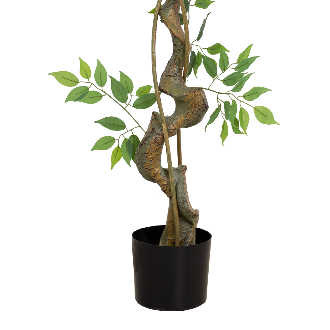 FICUS Tree